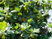  Cần Thơ: Sản xuất bánh và bún từ bột sa kê